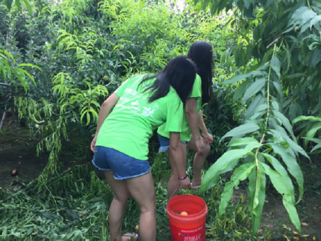 免费足球直播app